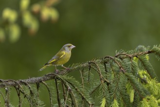The greenfinch (Chloris chloris) looks very dainty for a finch, the strong beak in comparison to
