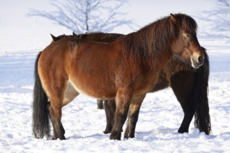 Icelandic horses (Equus islandicus) standing relaxed in winter on a meadow covered with snow,