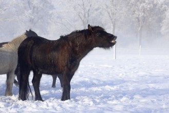 Flehmendes Icelandic horse (Equus islandicus) standing in winter in the fog on a meadow covered