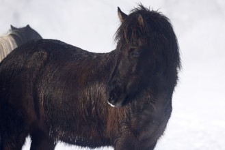 Icelandic horse (Equus islandicus), black, gelding standing on a meadow covered with snow in