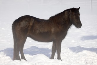 Icelandic horse (Equus islandicus), gelding standing in winter in the fog on a meadow covered with