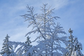 Snowy tree, snow, winter, Sieversen, Samtgemeinde Rosengarten, Lower Saxony, Germany