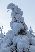 Snowy tree, snow, winter, Sieversen, Samtgemeinde Rosengarten, Lower Saxony, Germany