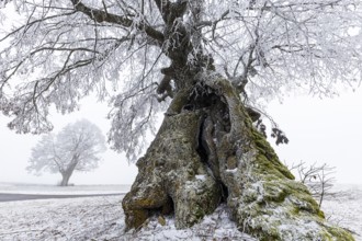 A distinctive linden tree with hoarfrost in the Swabian Jura. The Lindele natural monument in