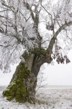 A distinctive linden tree with hoarfrost in the Swabian Jura. The Lindele natural monument in