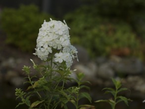 Plant, white phlox, flame flower, native garden, East Frisia, Germany