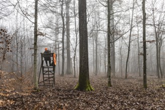 Driven hunting in Schönbuch. In autumn, hunters go hunting for wild boar and deer. Drivers in