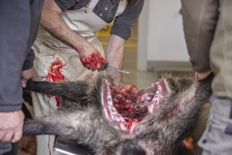 Driven hunting in Schönbuch. In autumn, hunters go hunting for wild boar and deer. After the hunt