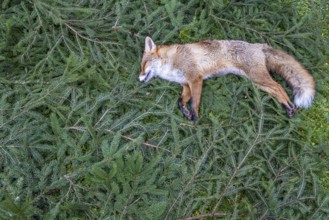 A fox killed during a driven hunt lies on pine twigs. Böblingen, Baden-Württemberg, Germany