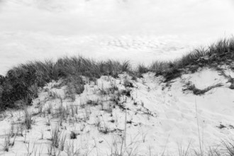 Dunes with tall grass, natural coastal landscape, monochrome, Provincetown, Race Point Beach, Cape