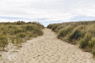 Sand path through dunes with tall grass, natural coastal landscape, Provincetown, Race Point Beach,
