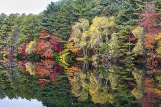 Forest with autumn leaves, Indian summer, reflection in water surface, Massachusetts, New England,