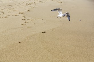 Seagull (larus) with food in its beak, flying over the sandy beach, Provincetown, Race Point Beach,