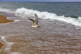 Seagull (larus) with food in its beak, flying to the sea, Provincetown, Race Point Beach, Cape Cod
