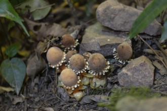 Daytime close up of mycorrhizal fungi (Balanophora fungosa) growing beside a hiking trail at