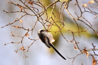 Long-tailed Tit (Aegithalos caudatus) on a branch, Schleswig-Holstein, Germany