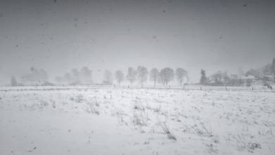 Snow-covered field with a row of trees in fog, Siegen