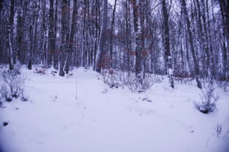 Snowy forest with bare trees, a peaceful, cold winter landscape, Siegen