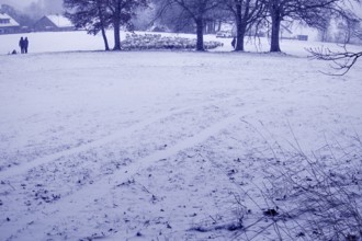 Wintery village landscape with snow-covered fields and trees, sheep in the background, quiet