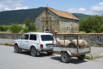 A white car pulls a trailer with sheep in front of an old chapel in a rural area, Zaridzeebi,