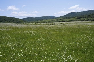 Wide green meadow with white wildflowers under a blue sky, surrounded by hills, Mtskheta-Mtianeti