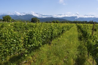 An extensive vineyard with green vegetation and a mountain backdrop under a blue sky with clouds,