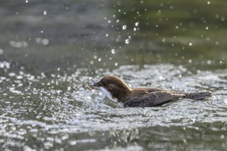 A dipper (Cinclus cinclus) swimming on a flowing stream, surrounded by natural environment,