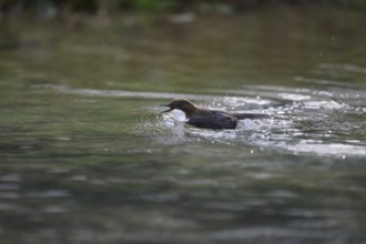 A dipper (Cinclus cinclus) swimming on a flowing stream surrounded by natural surroundings, North