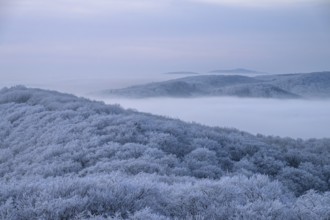 Snowy hills with trees and gentle fog in the distance, Hermannsweg Teutoburger Wald, Dissen am