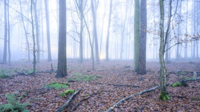Mystical forest in fog with leaves and fern leaves on the ground, A foggy, quiet forest with