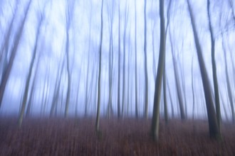 Blurred forest with bluish fog and bare trees, mystical atmosphere, abstract depiction of a forest