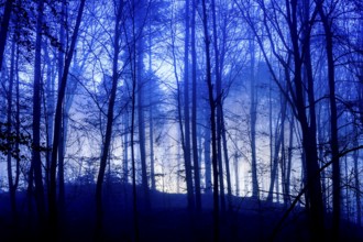 A foggy forest at night with blue lighting and gloomy atmosphere, A mystical forest in blue