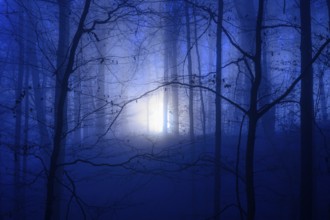 A gloomy forest with mystical blue light and fog in darkness, a foggy forest in blue twilight with