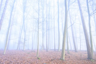 Mystical foggy forest with tall trees and autumn leaves, calming woodland with foggy, bare trees,
