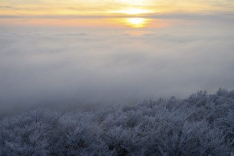 A sunrise over a foggy, wintry landscape with icy B<umkronen tops, Hermannsweg an der Steinegge,