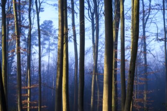 Tall trees in a forest in twilight blue light, tall trees in the bluish light of a forest, a quiet