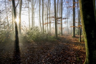 Sunlight falls through the trees of an autumn forest, A foggy forest with sun rays shining through