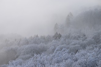 A foggy winter forest with snow-covered trees creates a quiet and mystical atmosphere, Terra Vita