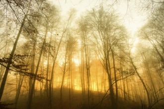 Sunset light streams through a foggy autumn forest in warm orange, A forest in the warm light of