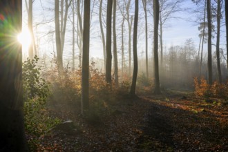 Krucum, Melle, Lower Saxony, Germany Sun rays illuminate an autumnal forest, soft morning light, a