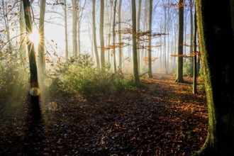 Autumn forest with sun rays shining through the trees, a sun-drenched forest trail with autumn