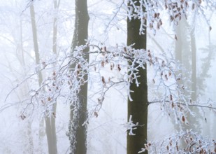 Snow-covered branches and beech trees (Fagus syvatica) in the misty winter forest, Hermannsweg,