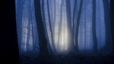 Dark forest with blue fog and rays of light through the trees, mysterious, A mystical forest at