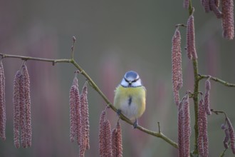 A blue tit (Cyanistes caeruleus) sits on a branch of a hazel tree (Corylus avellana) surrounded by