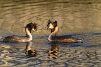 A mating pair of great crested grebes (Podiceps Scalloped ribbonfish) swimming close together in