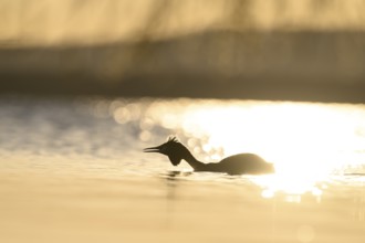 Silhouette of a great crested grebe (Podiceps Scalloped ribbonfish) on the water in the golden