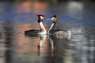 A mating pair of great crested grebes (Podiceps Scalloped ribbonfish) swimming close together in