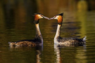 A pair of great crested grebes (Podiceps Scalloped ribbonfish) swimming close together in the