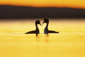 Two great crested grebes (Podiceps Scalloped ribbonfish) in the water at sunset, their silhouettes