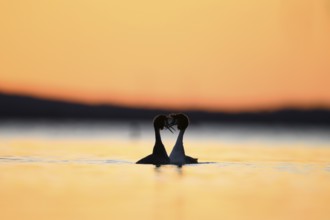 Two great crested grebes (Podiceps scalloped ribbonfish) form a heart-shaped silhouette at sunset
